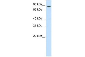 BRF1 antibody used at 0. (BRF1 antibody  (C-Term))