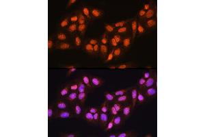Immunofluorescence (IF) image for anti-Protein Arginine Methyltransferase 5 (PRMT5) (AA 40-140) antibody (ABIN3022066)