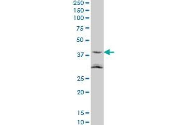 NAAA antibody  (AA 36-104)