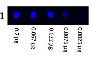 Image no. 1 for Mouse anti-Human IgG (Whole Molecule) antibody (FITC) (ABIN1102306) (Mouse anti-Human IgG (Whole Molecule) Antibody (FITC))