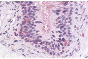 Anti-GPR64 antibody IHC staining of human epididymis. (Adhesion G-Protein Coupled Receptor G2 (ADGRG2) (C-Term) antibody)