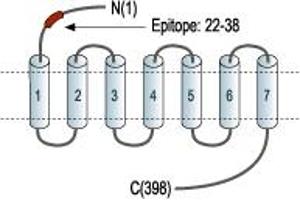 anti-Opioid Receptor, mu 1 (OPRM1) (AA 22-38), (Extracellular), (N-Term) antibody
