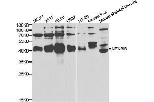 Western blot analysis of extracts of various cell lines, using NFKBIB antibody (ABIN5973399) at 1/1000 dilution.