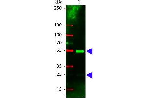 Western Blot of Rhodamine conjugated Rabbit anti-Swine IgG antibody.