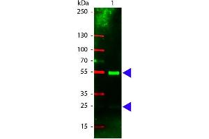 Western Blot of Rhodamine conjugated Rabbit anti-Swine IgG antibody. (Rabbit anti-Pig IgG (Heavy & Light Chain) Antibody (TRITC) - Preadsorbed)