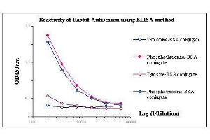 Image no. 1 for anti-Phosphothreonine antibody (ABIN346959) (Phosphothreonine antibody)