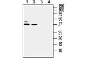 Western blot analysis of human U-87 MG glioblastoma cell line lysate (lanes 1 and 3) and human HT-29 colorectal adenocarcinoma cell line lysate (lanes 2 and 4): - 1, 2.