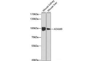 Western blot analysis of extracts of various cell lines using ADAM9 Polyclonal Antibody at dilution of 1:1000. (ADAM9 antibody)