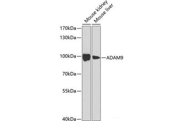 ADAM9 抗体