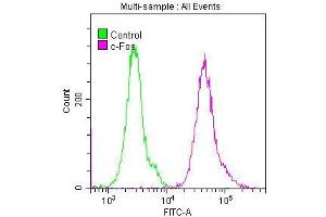 Overlay histogram showing Hela cells stained with ABIN7127496 (red line) at 1:50. (Recombinant c-FOS antibody)