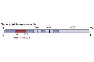 Image no. 3 for anti-Itchy E3 Ubiquitin Protein Ligase Homolog (ITCH) (AA 114-220) antibody (ABIN968415) (ITCH antibody  (AA 114-220))
