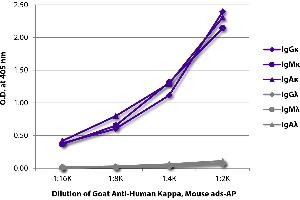 ELISA plate was coated with purified human IgGκ, IgMκ, IgAκ, IgGλ, IgMλ, and IgAλ. (Igk antibody  (Alkaline Phosphatase (AP)))