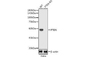 Western blot analysis of extracts from wild type (WT) and PTEN knockout (KO) HeLa cells, using PTEN antibody  at 1:1000 dilution. (PTEN antibody)