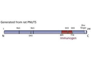 Image no. 3 for anti-Protein Phosphatase 1, Regulatory (Inhibitor) Subunit 10 (PPP1R10) (AA 605-716) antibody (ABIN968349) (PPP1R10 antibody  (AA 605-716))
