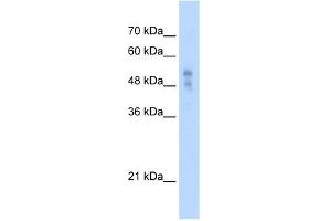 Western Blotting (WB) image for anti-Purinergic Receptor P2X, Ligand Gated Ion Channel 1 (P2RX1) (Middle Region) antibody (ABIN630119)
