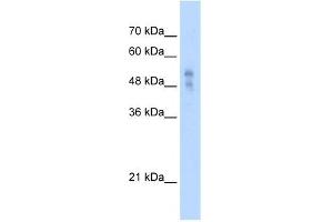 P2RX1 antibody used at 2. (P2RX1 antibody  (Middle Region))