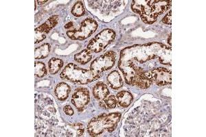 Immunohistochemical staining of human kidney with C16orf53 polyclonal antibody  shows strong cytoplasmic positivity in cells in renal tubules at 1:200-1:500 dilution.