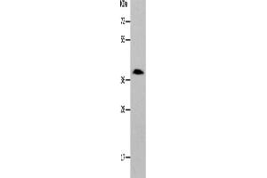 Western Blotting (WB) image for anti-Par-6 Partitioning Defective 6 Homolog alpha (PARD6A) antibody (ABIN2426327) (PARD6A antibody)