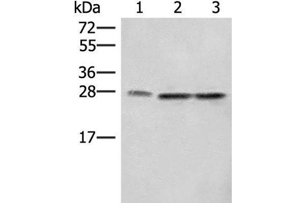 SEC22B antibody