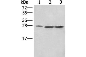 Western blot analysis of A172 LOVO and Hela cell lysates using SEC22B Polyclonal Antibody at dilution of 1:450