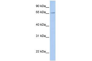 WB Suggested Anti-FXR2 Antibody Titration:  0. (FXR2 antibody  (Middle Region))