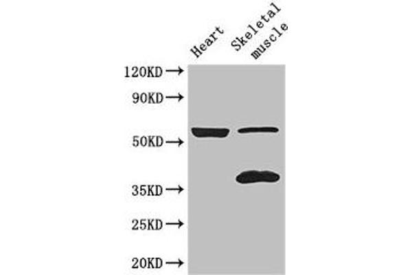 IQCG antibody  (AA 1-134)