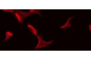 ABIN6275592 staining Hela by IF/ICC. (ATP1B3 antibody  (Internal Region))
