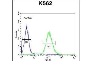 TEX9 Antibody (N-term) (ABIN654569 and ABIN2844274) flow cytometric analysis of K562 cells (right histogram) compared to a negative control cell (left histogram). (TEX9 antibody  (N-Term))