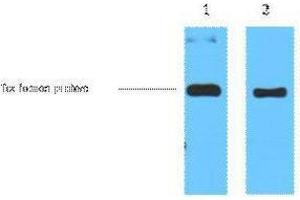 Western Blotting (WB) image for anti-Trx Tag antibody (ABIN3181091) (Trx Tag antibody)