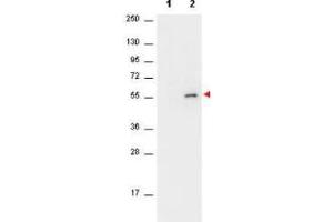 Western Blot of Mouse anti-AKT antibody. (AKT1 antibody  (pSer473))