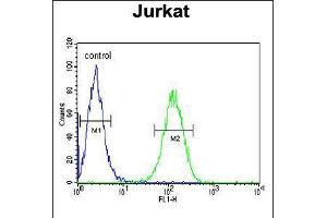 Flow cytometric analysis of Jurkat cells (right histogram) compared to a negative control cell (left histogram). (UTP6 antibody  (N-Term))