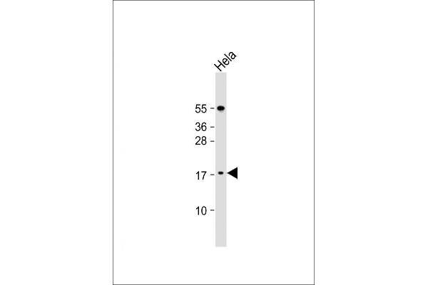 LSM7 antibody  (C-Term)