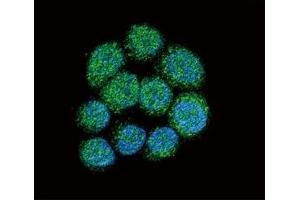 Confocal immunofluorescent analysis of BTK antibody with 293 cells followed by Alexa Fluor 488-conjugated goat anti-rabbit lgG (green). (BTK antibody  (AA 209-239))