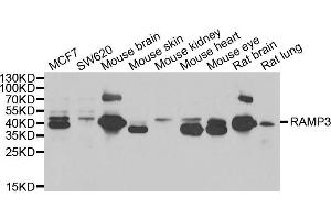 Western blot analysis of extracts of various cell lines, using RAMP3 antibody (ABIN5974058) at 1/1000 dilution. (RAMP3 antibody)
