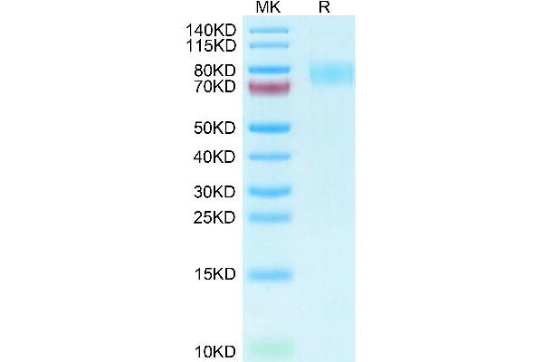 MAG Protein (AA 20-516) (His tag)