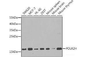 Western blot analysis of extracts of various cell lines using POLR2H Polyclonal Antibody at dilution of 1:1000. (POLR2H antibody)