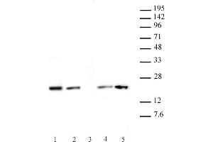 Histone H3. (Histone H3.1 antibody  (AA 21-39))
