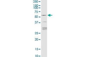 FKBP5 MaxPab rabbit polyclonal antibody. (FKBP5 antibody  (AA 1-457))