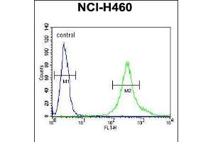 Flow cytometric analysis of NCI-H460 cells (right histogram) compared to a negative control cell (left histogram). (LPPR4 antibody  (C-Term))