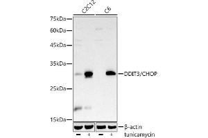 Western blot analysis of extracts of various cell lines, using DDIT3/CHOP antibody  at 1:1000 dilution. (DDIT3 antibody)