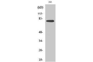 Western Blotting (WB) image for anti-Transforming, Acidic Coiled-Coil Containing Protein 3 (TACC3) (C-Term) antibody (ABIN3187159) (TACC3 antibody  (C-Term))