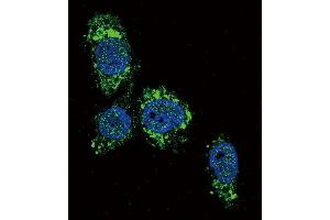 Confocal immunofluorescent analysis of GCK Antibody (N-term) (ABIN392390 and ABIN2842018) with HepG2 cell followed by Alexa Fluor 488-conjugated goat anti-rabbit lgG (green). (GCK antibody  (N-Term))