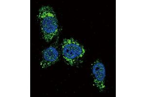 Confocal immunofluorescent analysis of GCK Antibody (N-term) (ABIN392390 and ABIN2842018) with HepG2 cell followed by Alexa Fluor 488-conjugated goat anti-rabbit lgG (green).