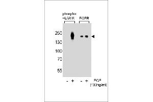 Western blot analysis of lysate from A431 cells(from left to right),untreated or treated with EGF at 100 ng/mL,using Phospho-EGFR-p Antibody (ABIN389891 and ABIN2839735) or EGFR-p Antibody.