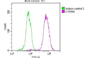 Overlay histogram showing Hela cells stained with ABIN7127352 (red line) at 1:50. (Recombinant ACLY antibody)