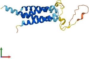AlphaFold protein structure predicition of Mouse Recombinant Nkain3 Protein, UniprotID Q3URJ8 (Na+/K+ Transporting ATPase Interacting 3 (NKAIN3) (AA 1-181) protein (His tag))