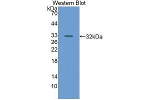 Detection of Recombinant Nidogen, Human using Polyclonal Antibody to Nidogen (NID) (Nidogen antibody  (AA 971-1219))