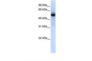 Image no. 1 for anti-tRNA Methyltransferase 2 Homolog B (TRMT2B) (AA 36-85) antibody (ABIN6738524) (TRMT2B antibody  (AA 36-85))