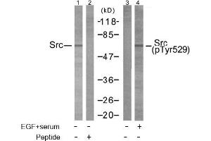 Image no. 2 for anti-Nuclear Receptor Coactivator 1 (NCOA1) (pTyr529) antibody (ABIN196877) (NCOA1 antibody  (pTyr529))