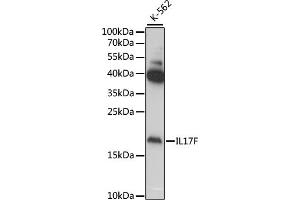 Western blot analysis of extracts of various cell lines, using IL17F antibody (ABIN6128141, ABIN6142320, ABIN6142321 and ABIN6222150) at 1:1000 dilution. (IL17F antibody  (AA 31-163))